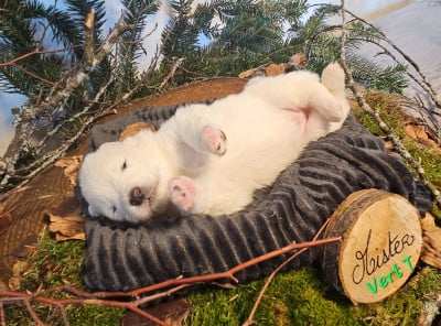 Les chiots de Samoyède