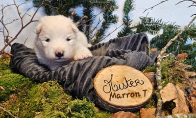 Les chiots de Samoyède