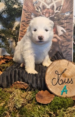 Les chiots de Samoyède