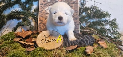 Les chiots de Samoyède