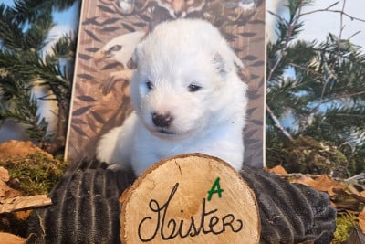 Les chiots de Samoyède