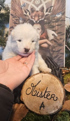 Les chiots de Samoyède