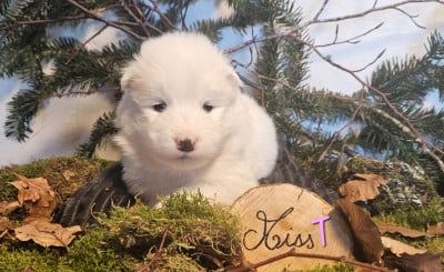 Les chiots de Samoyède