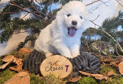 Les chiots de Samoyède