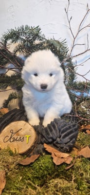 Les chiots de Samoyède