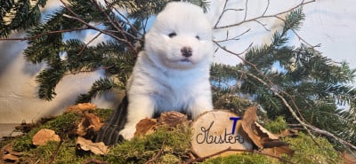 Les chiots de Samoyède