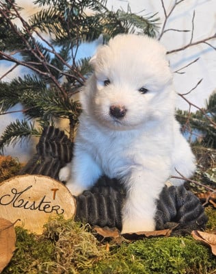 Les chiots de Samoyède