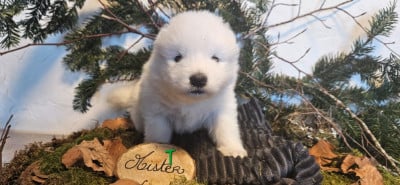 Les chiots de Samoyède