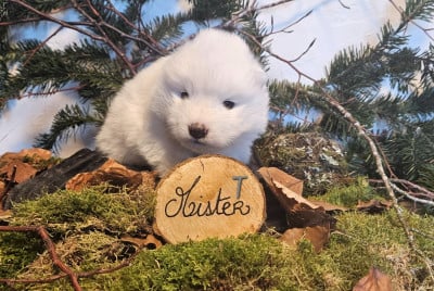 Les chiots de Samoyède