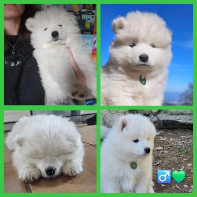 Les chiots de Samoyède