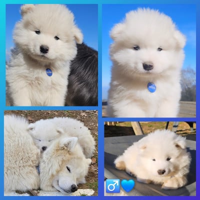 Les chiots de Samoyède