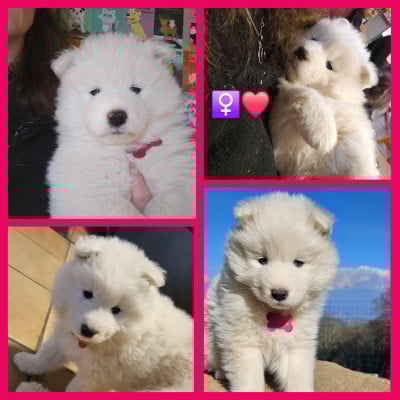 Les chiots de Samoyède