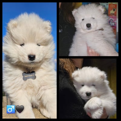 Les chiots de Samoyède