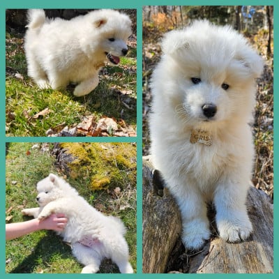 Les chiots de Samoyède