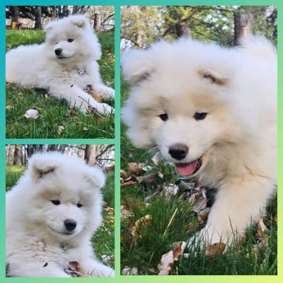 Les chiots de Samoyède