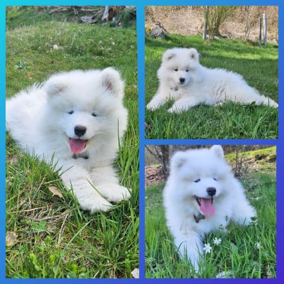 Les chiots de Samoyède