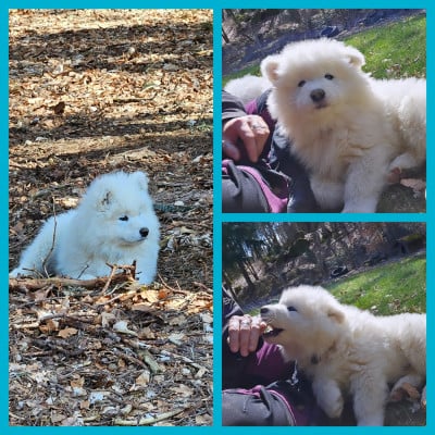 Les chiots de Samoyède