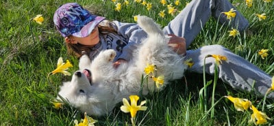 Les chiots de Samoyède