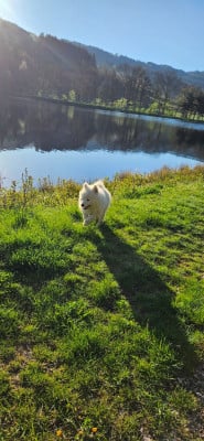 Les chiots de Samoyède