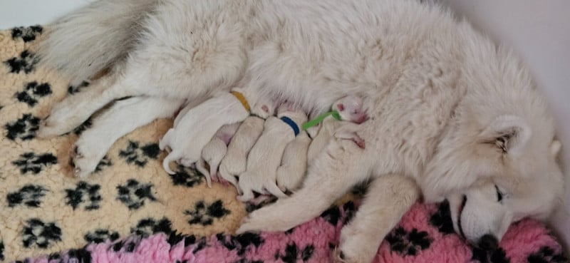 Samoyède - des Bout'choux du Forez