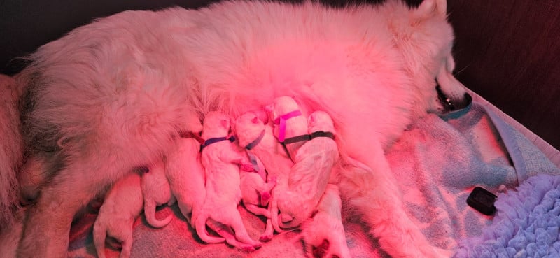 Samoyède - des Bout'choux du Forez