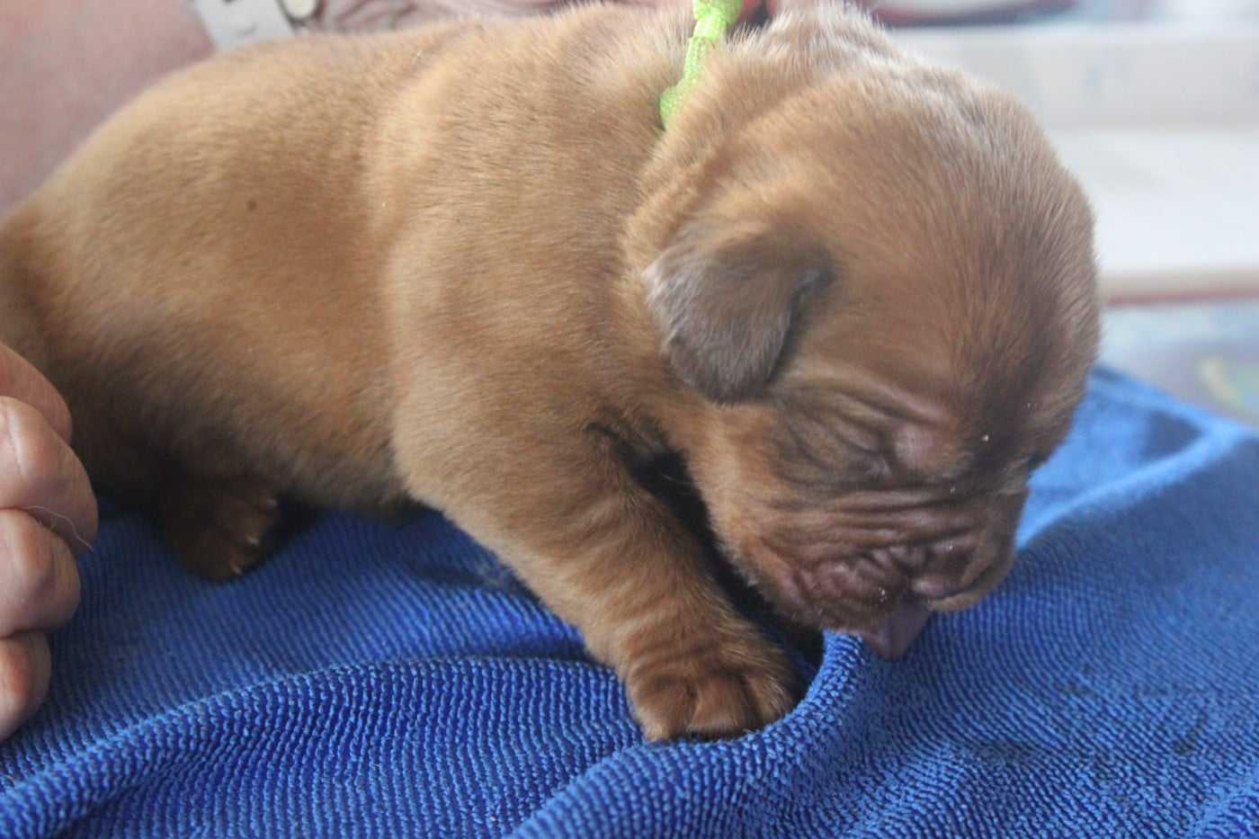 Chiot N°1 - Dogue de Bordeaux
