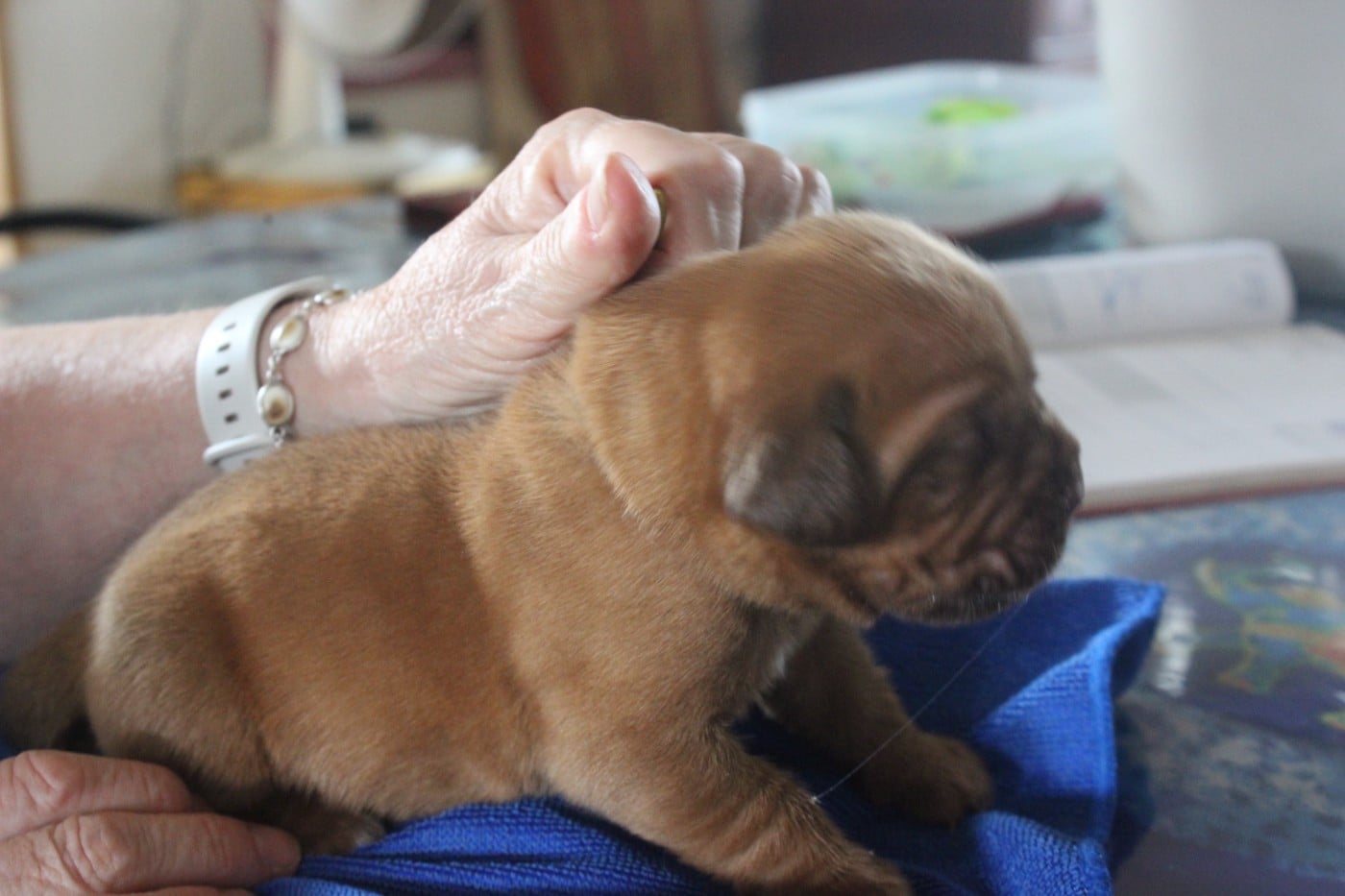 Chiot N°5 - Dogue de Bordeaux