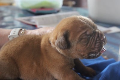 Chiot N°4 - Dogue de Bordeaux