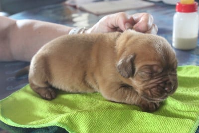 Chiot N°6 - Dogue de Bordeaux