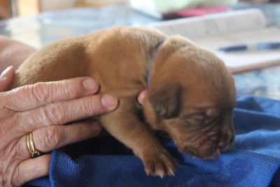 Chiot N°7 - Dogue de Bordeaux