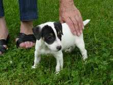 Publication : du Rocher de l'Enclume Auteur : Philippe BROHA