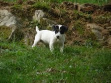 Publication : du Rocher de l'Enclume Auteur : Philippe BROHA