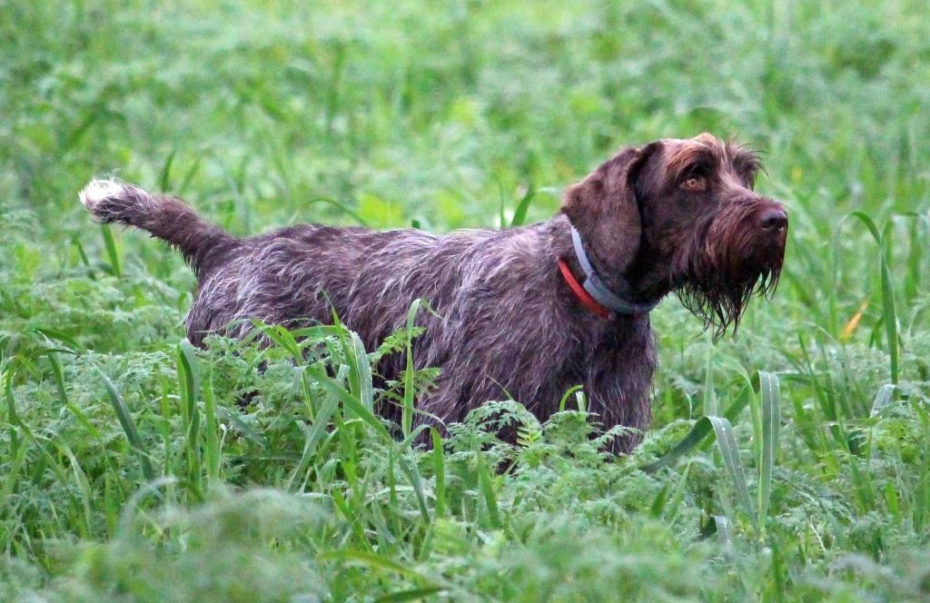 TR. Nividic (dit norton) du barbu des Carpates