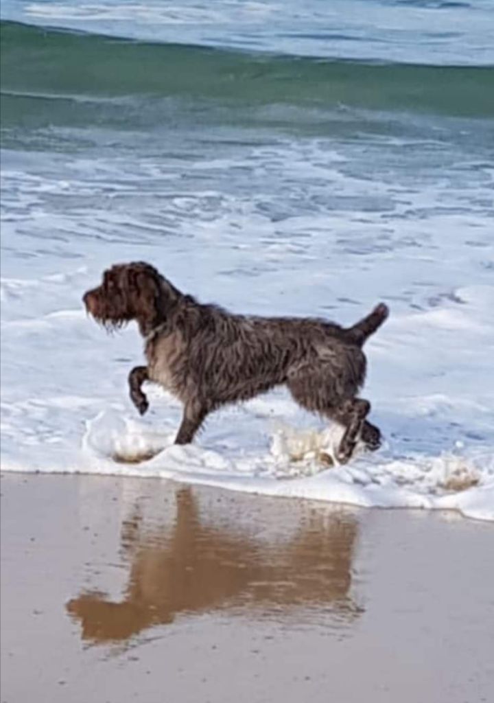 TR. Nividic (dit norton) du barbu des Carpates