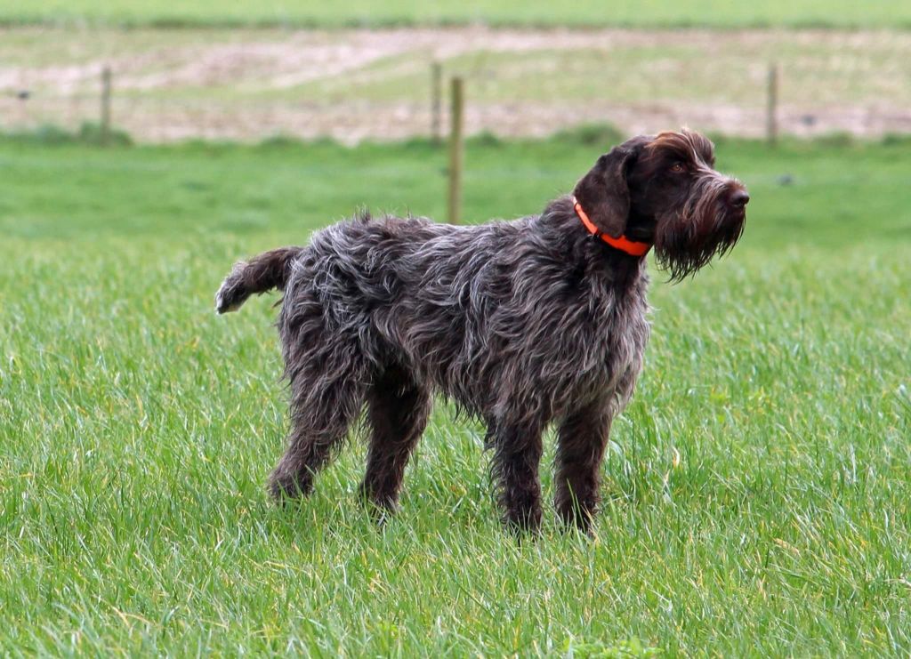 TR. Nividic (dit norton) du barbu des Carpates