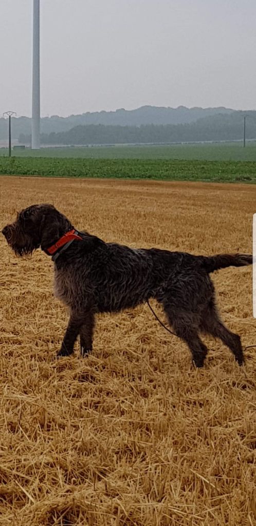 TR. Nividic (dit norton) du barbu des Carpates