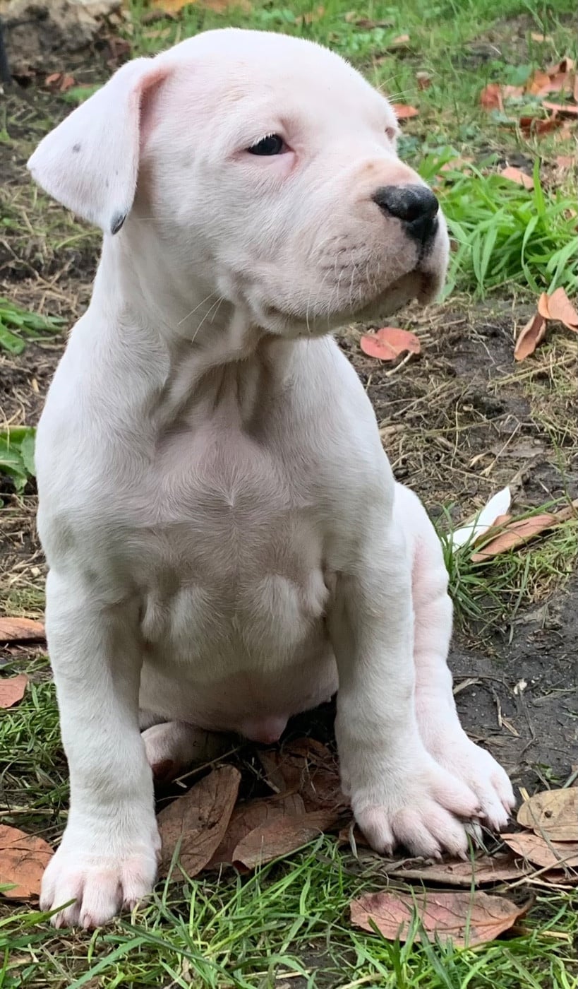Dogo Argentino - Arboz del marsa