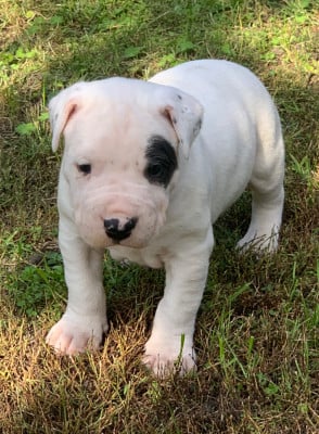 Les chiots de Dogo Argentino