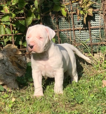 Les chiots de Dogo Argentino