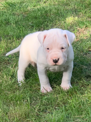 Les chiots de Dogo Argentino