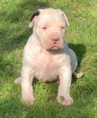 Les chiots de Dogo Argentino