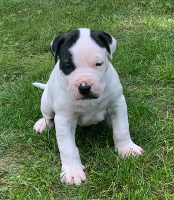 Les chiots de Dogo Argentino