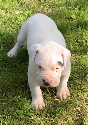 Les chiots de Dogo Argentino