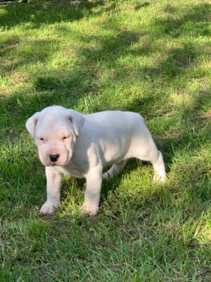 Les chiots de Dogo Argentino