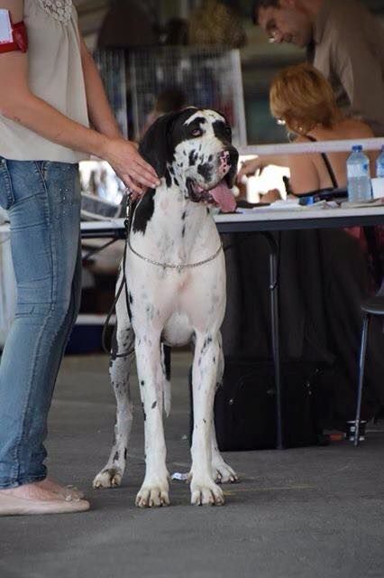 Jakeza d'Ochretolievaltt