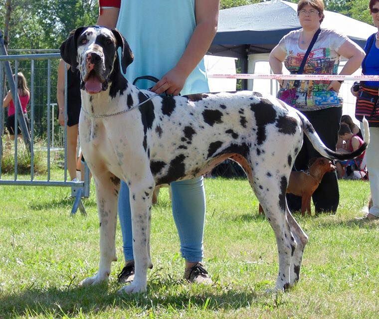 Jakeza d'Ochretolievaltt