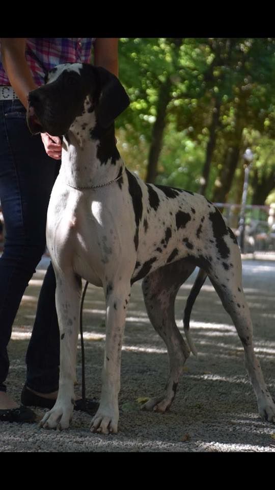 Jakeza d'Ochretolievaltt