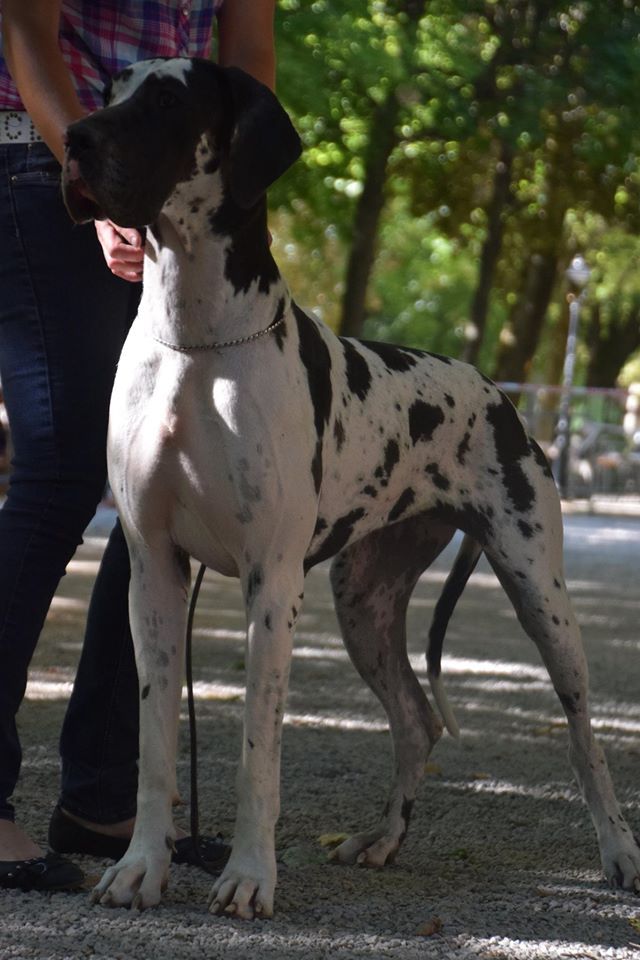 Jakeza d'Ochretolievaltt