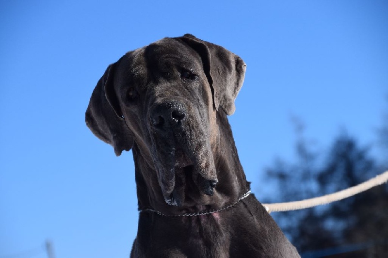 Publication : du Temple Sacré d'héloïse