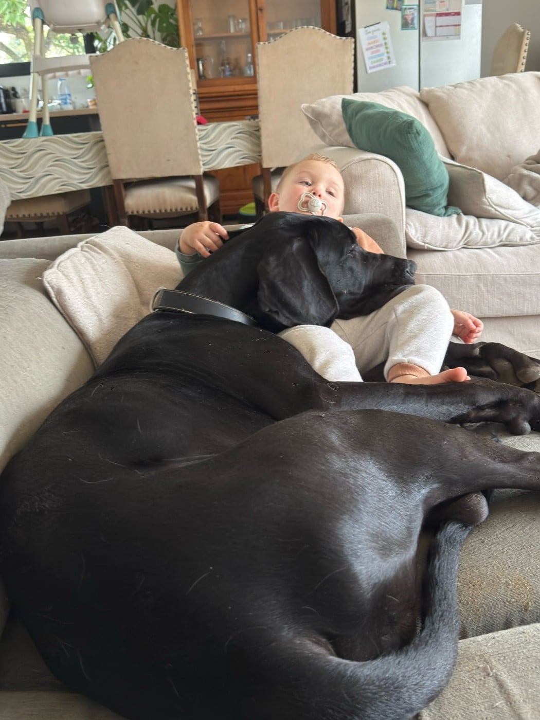 Dogue allemand - d'Ochretolievaltt